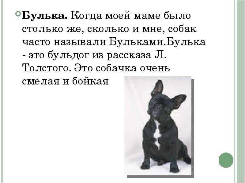 «булька» — краткое содержание рассказа л.н. толстого для читательского дневника. кратко о рассказе л. толстого «булька» для читательского дневника