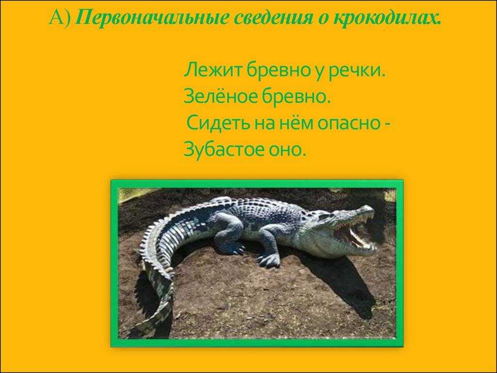 Загадки про крокодила для детей в стихах с ответами