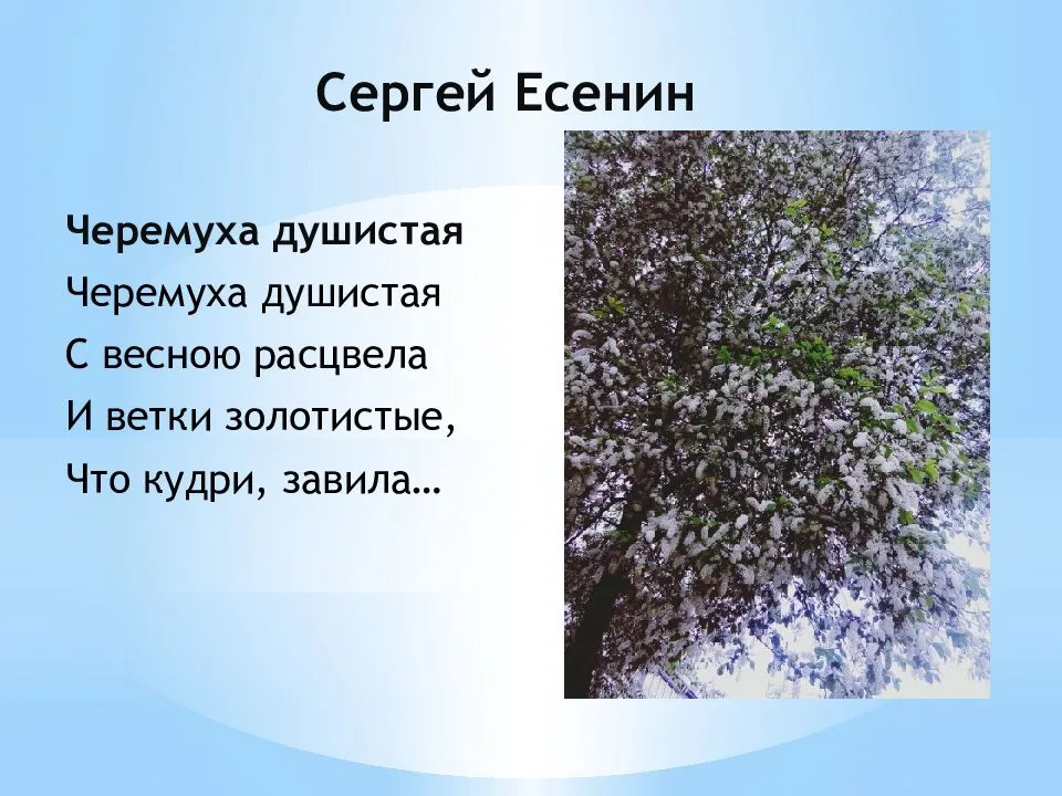 Стихи про осень русских поэтов-классиков