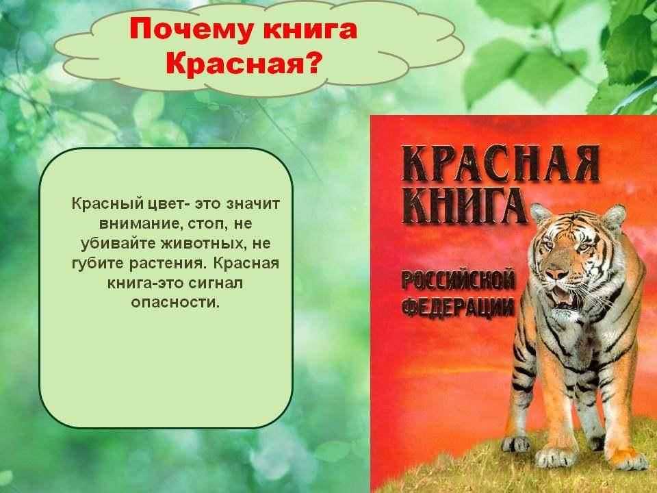 Дикие животные из красной книги россии: краткое описание