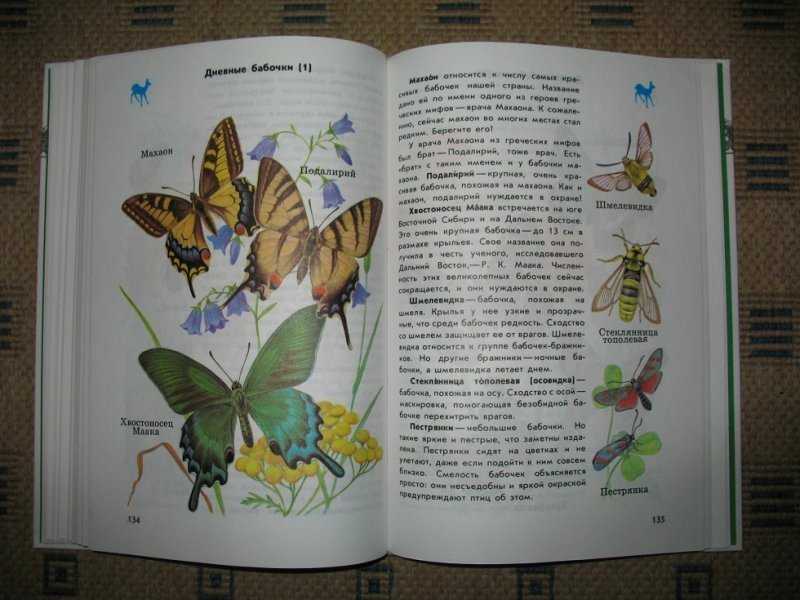 План рассказа первые бабочки из книги зеленые страницы