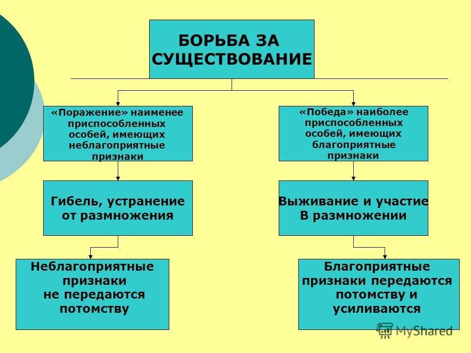 В чем причины борьбы за существование?   2. прекращается ли борьба за существование в тех популяц - узнавалка.про