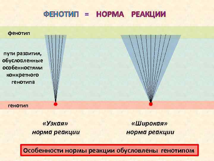 Узкие и широкие нормы реакции признаки фенотипа