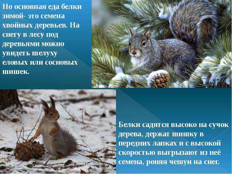 Белка животное. среда обитания и образ жизни белки