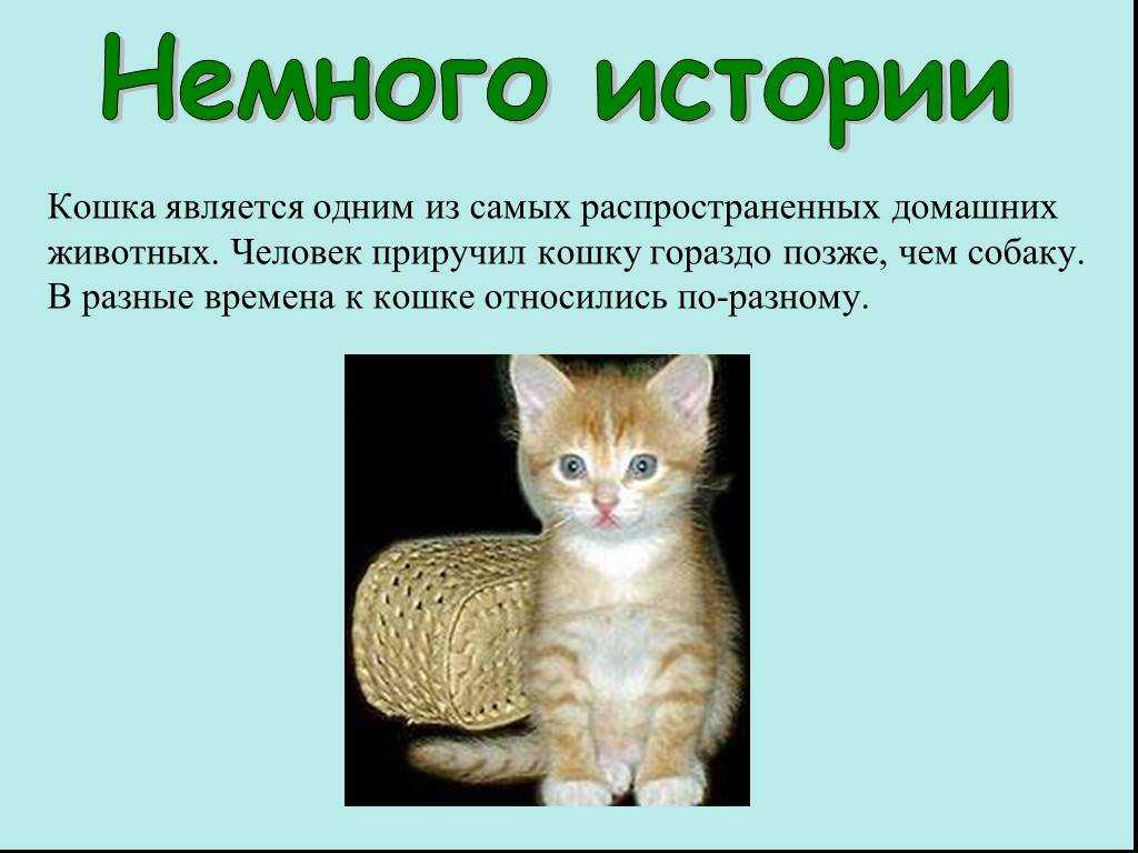 Рассказ про кошку для 1 класса по окружающему миру |