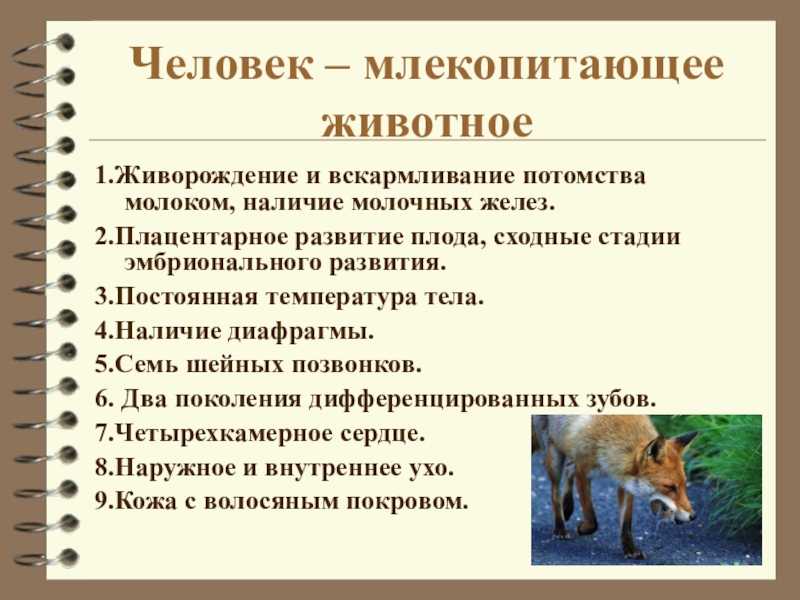 Человек: классификация видов, строение и характерные признаки развития