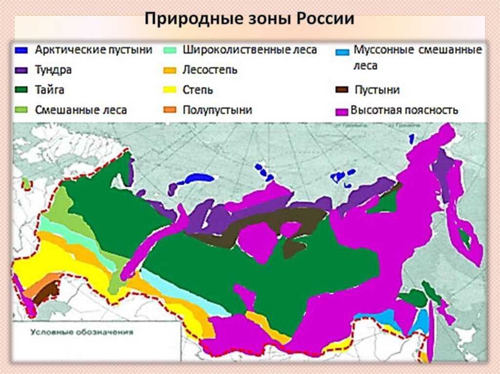 Широколиственные леса россии – географическое положение, хозяйственная деятельность