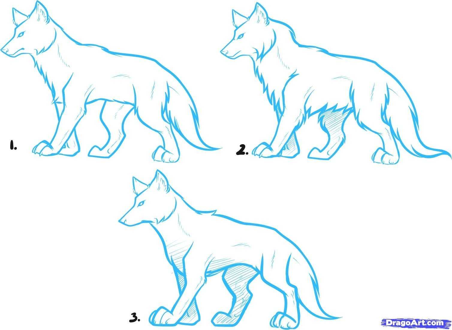 Как нарисовать волка карандашом поэтапно для начинающих