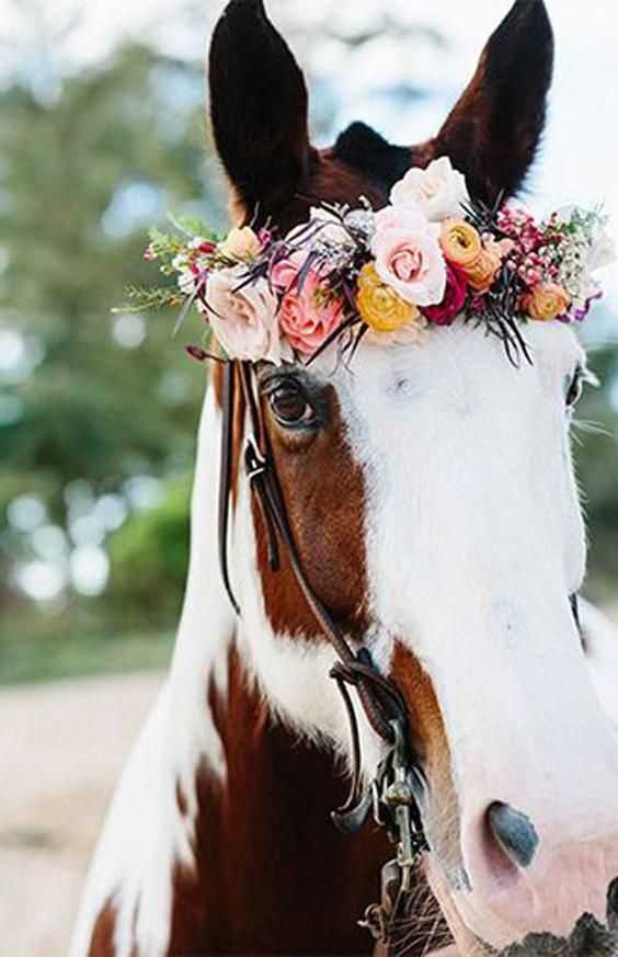 Идеи для красивых и оригинальных подписей к фото лошади