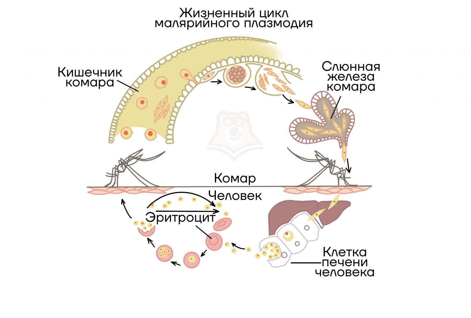 Амеба обыкновенная