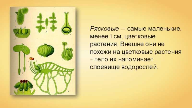 Что нужно знать о мхах — основные сведения