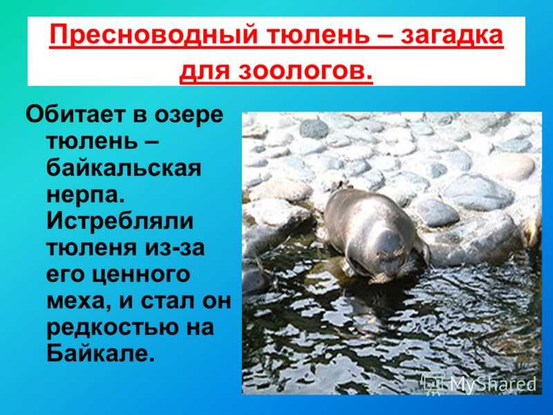 Загадки про животных для детей