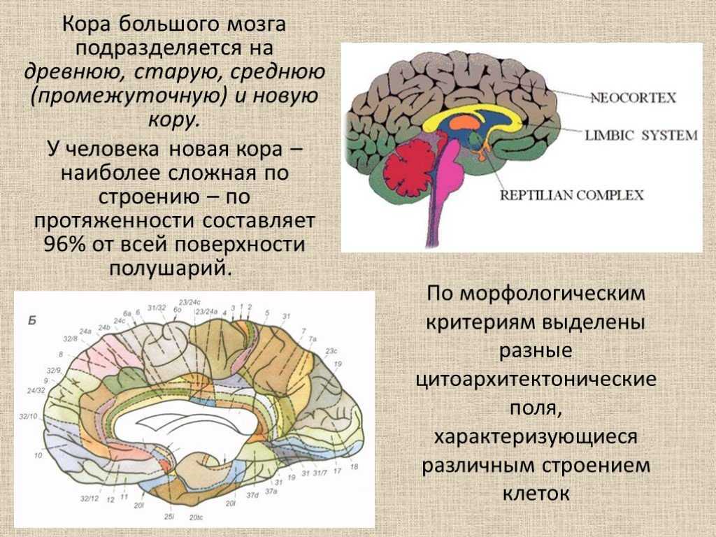 В чем состоят функции древней и старой коры кратко