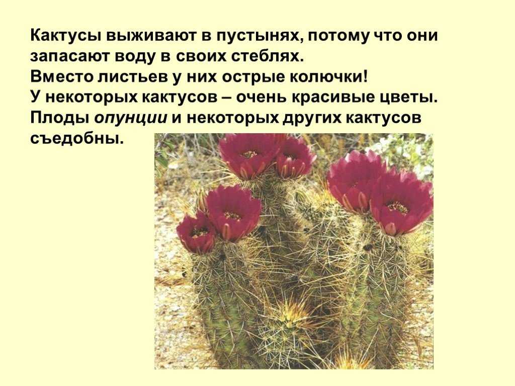 Приспособления кактуса к жизни в пустыне | .ru приспособленность кактусов к условиям пустыни сколько белков и углеводов в цветной капусте продать платье в салон спб