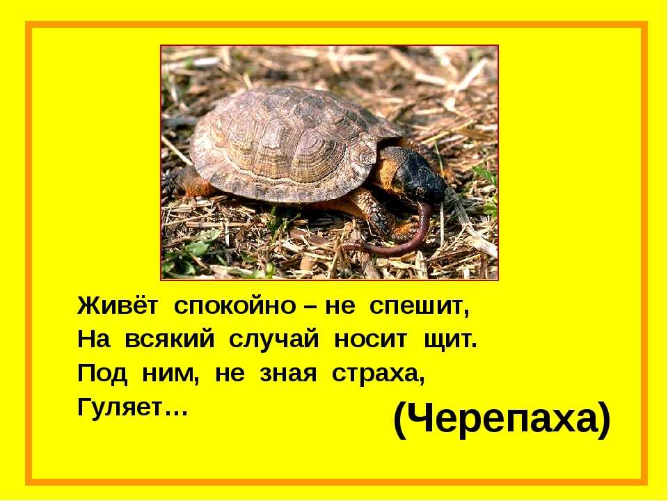Загадки про животных: 185 смешных, легких, простых и сложных загадок для детей 4, 5, 6 лет и школьников 1, 2, 3-5 класса / mama66.ru