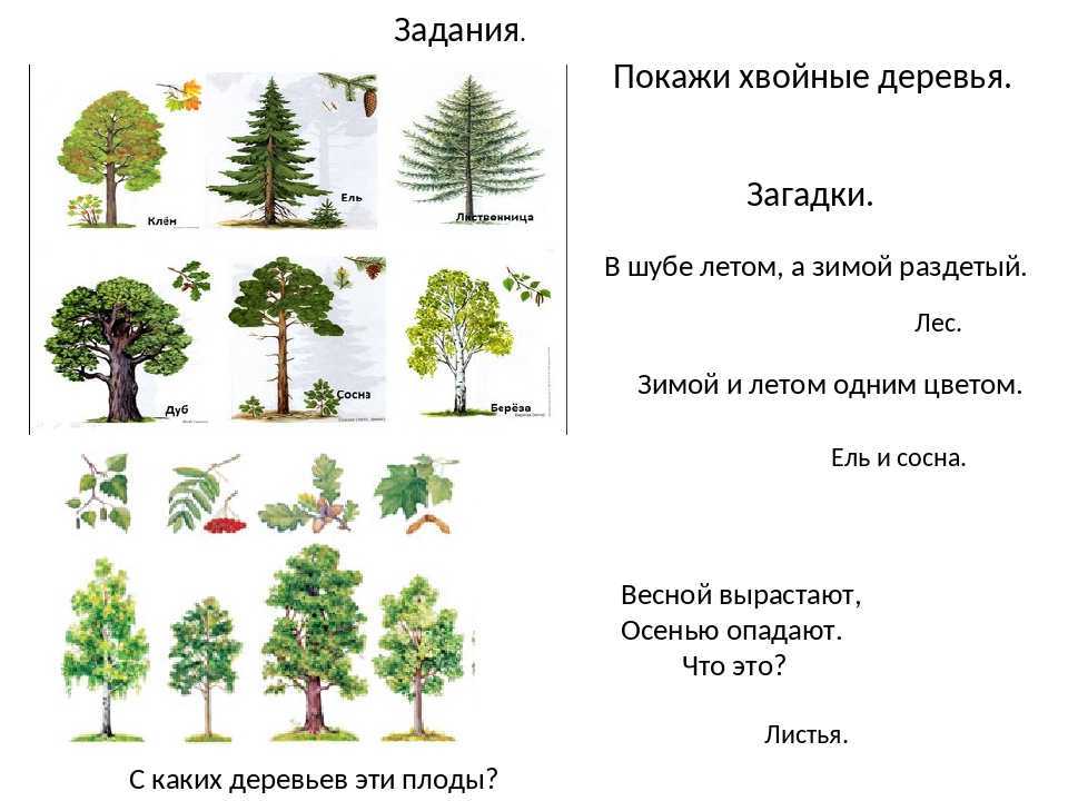 Загадки про деревья с ответами для детей