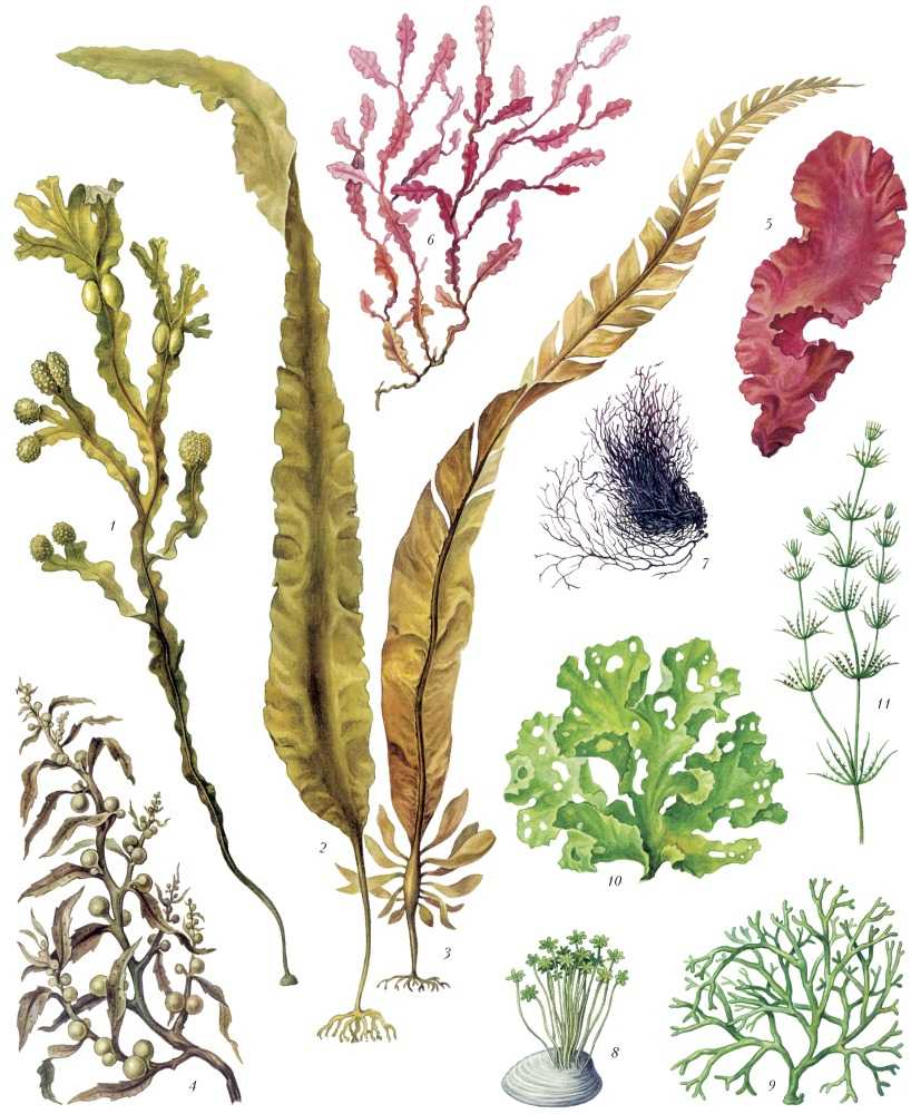 Различия между водорослями и остальными водными растениями