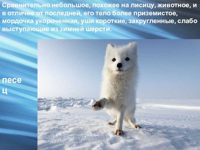 Доклад по окружающему миру 4 класс на тему растения ледяной зоны
