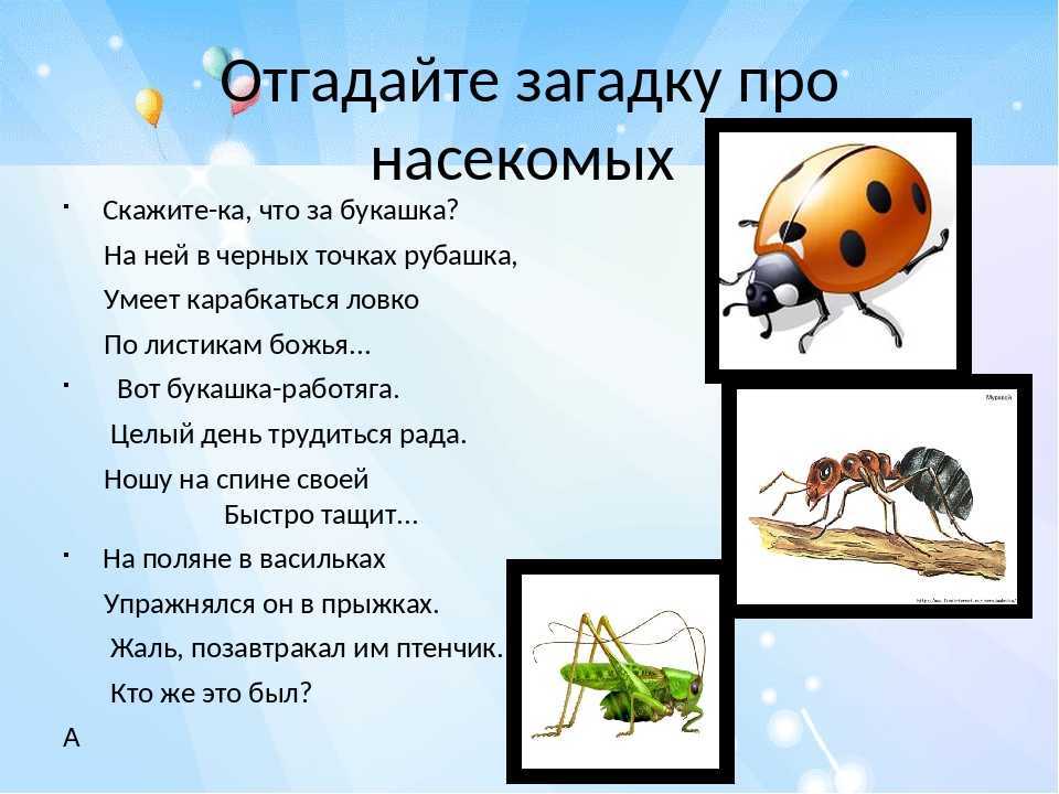 Загадки про насекомых с ответами