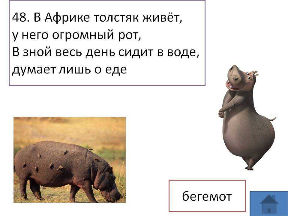 Загадки про животных с ответами для 2-3 класса