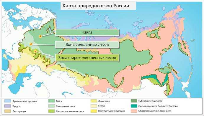 Презентация на тему: "природная зона широколиственных лесов выполнили: болотова анастасия и хамаганова екатерина 8в класс.". скачать бесплатно и без регистрации.