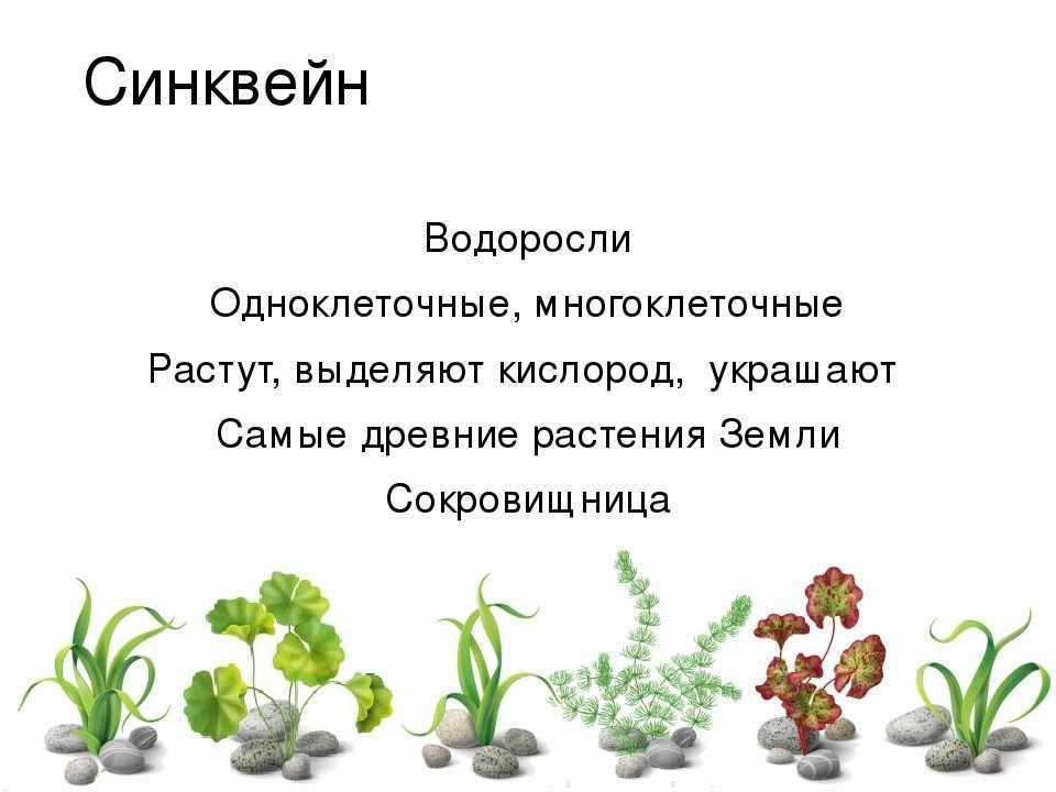 Помогите пожалуйста!!!срочно нужна не маленькая загадка про водоросли