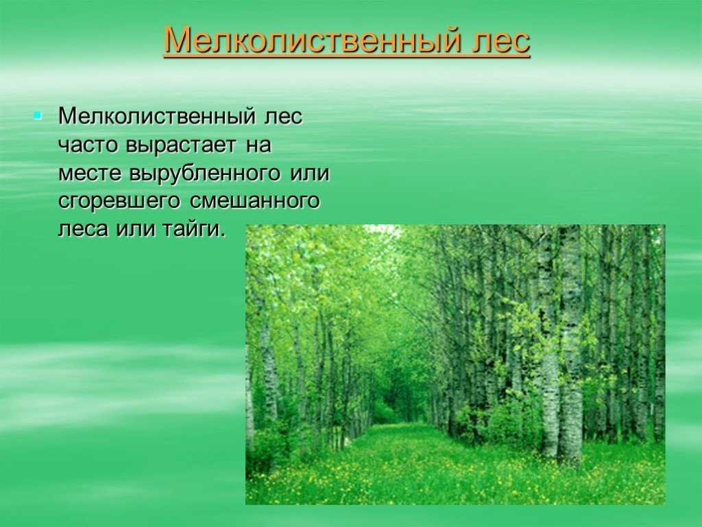 Лес россии