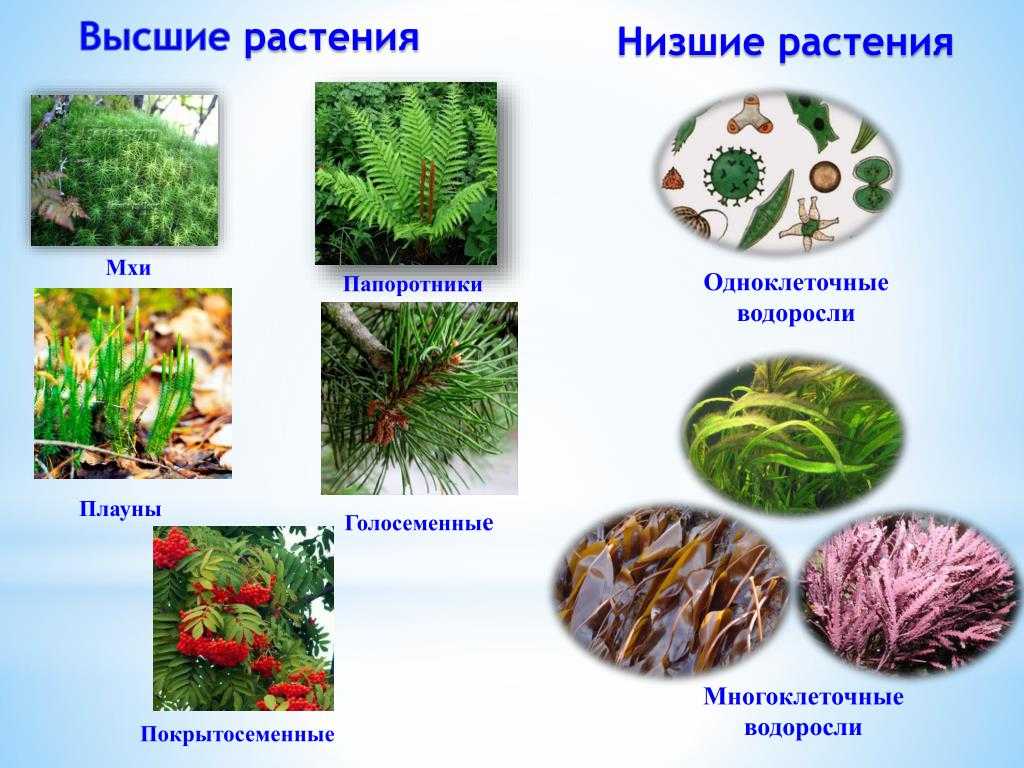 Разница между водорослями и растениями. чем водоросли отличаются от других растений
