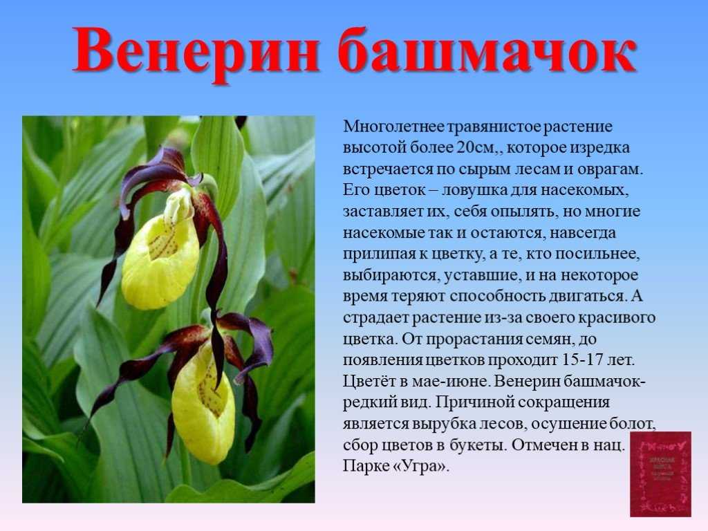 Растения россии – описание растений, фото, названия и виды