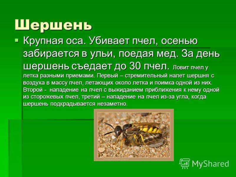 Сколько живут осы – открываем секреты насекомых