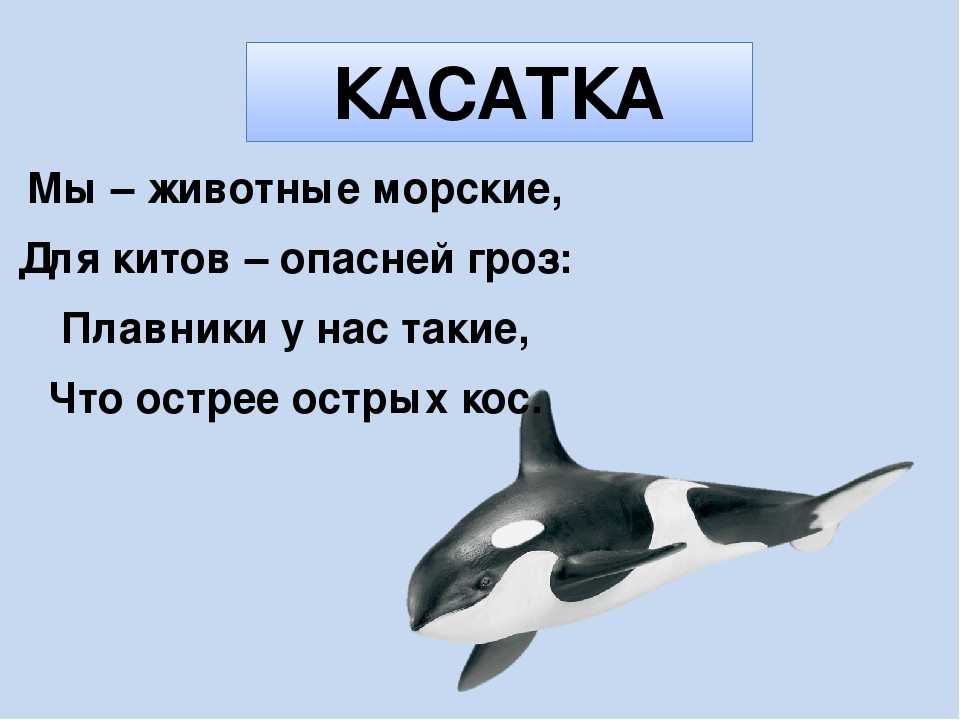 Загадки детям — по возрасту