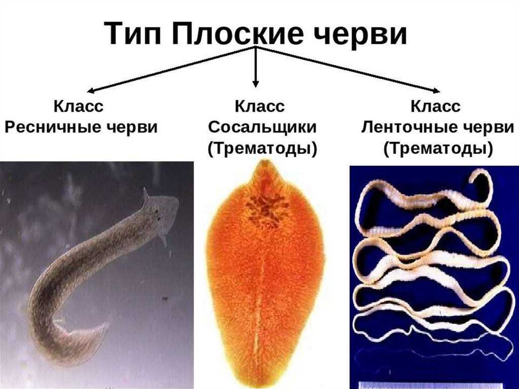 Общая характеристика червей. тип плоские черви. биология