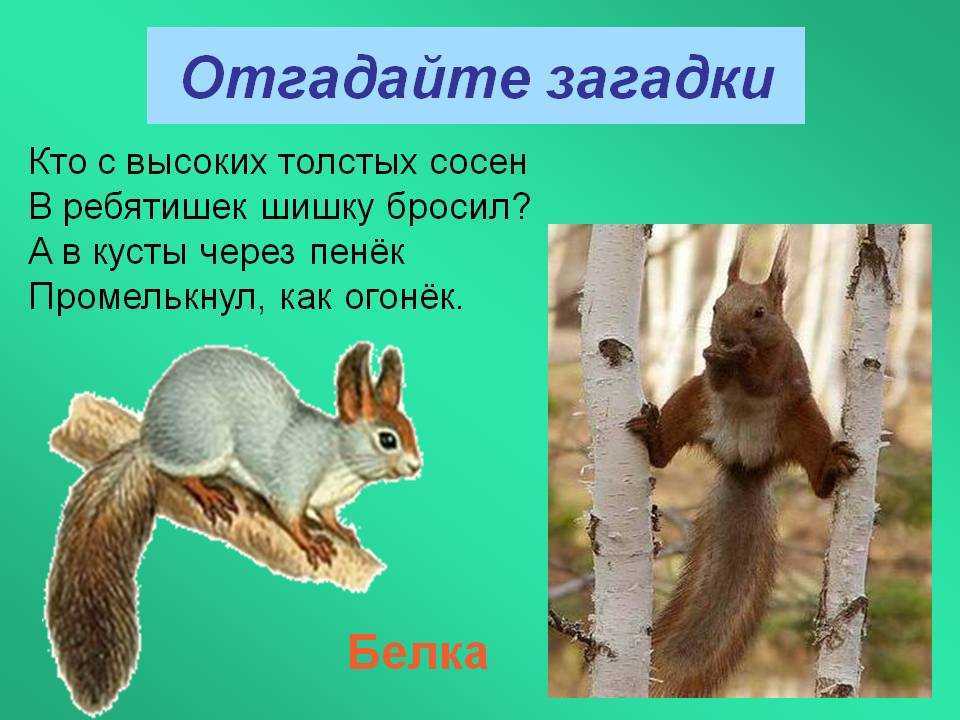 Загадка про белку
