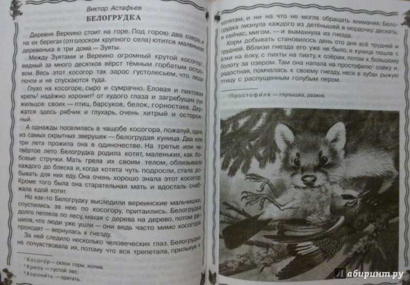 Для чего ребята забрали котят белогрудки