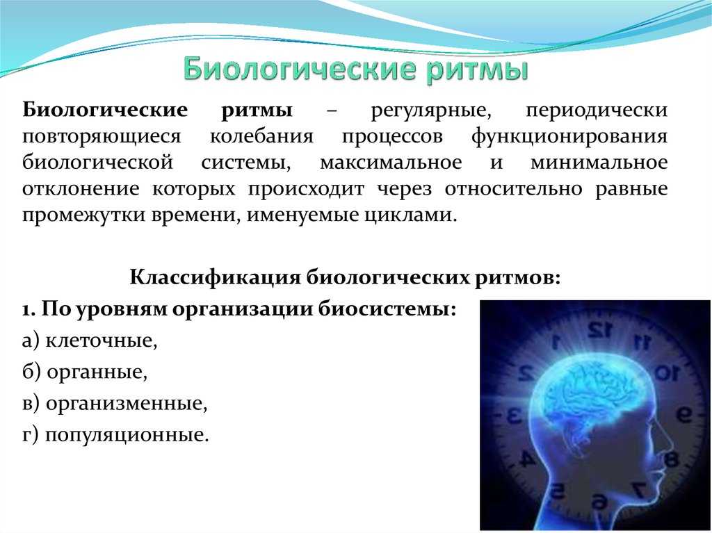 Биологические ритмы человека: определение и классификация биоритмов – российский учебник
