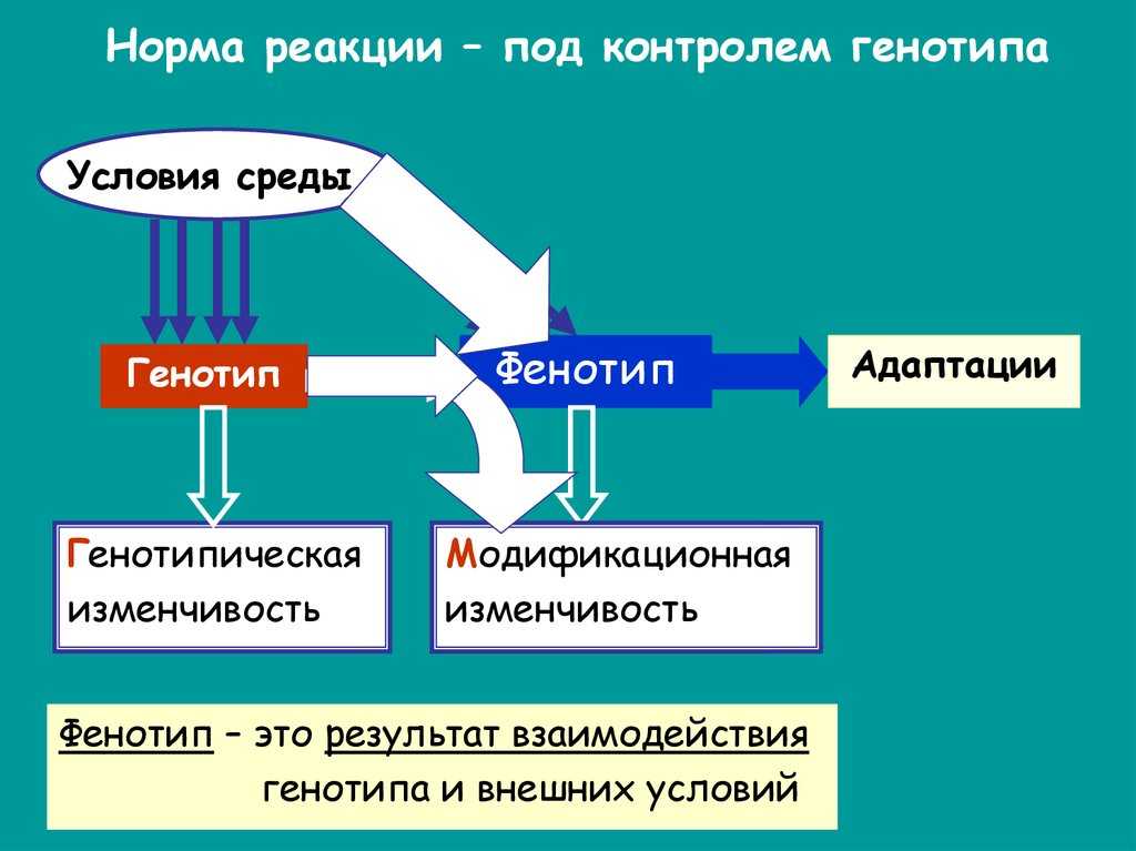 Какие признаки фенотипа имеют узкую а какие широкую норму реакции кратко