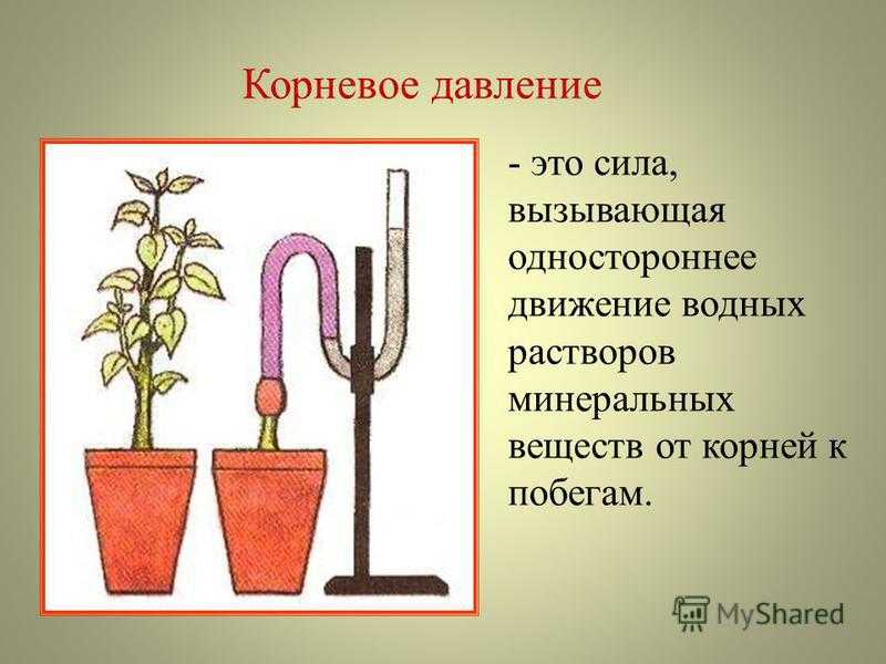 Что такое корневое давление? каково его значение в жизни растения?