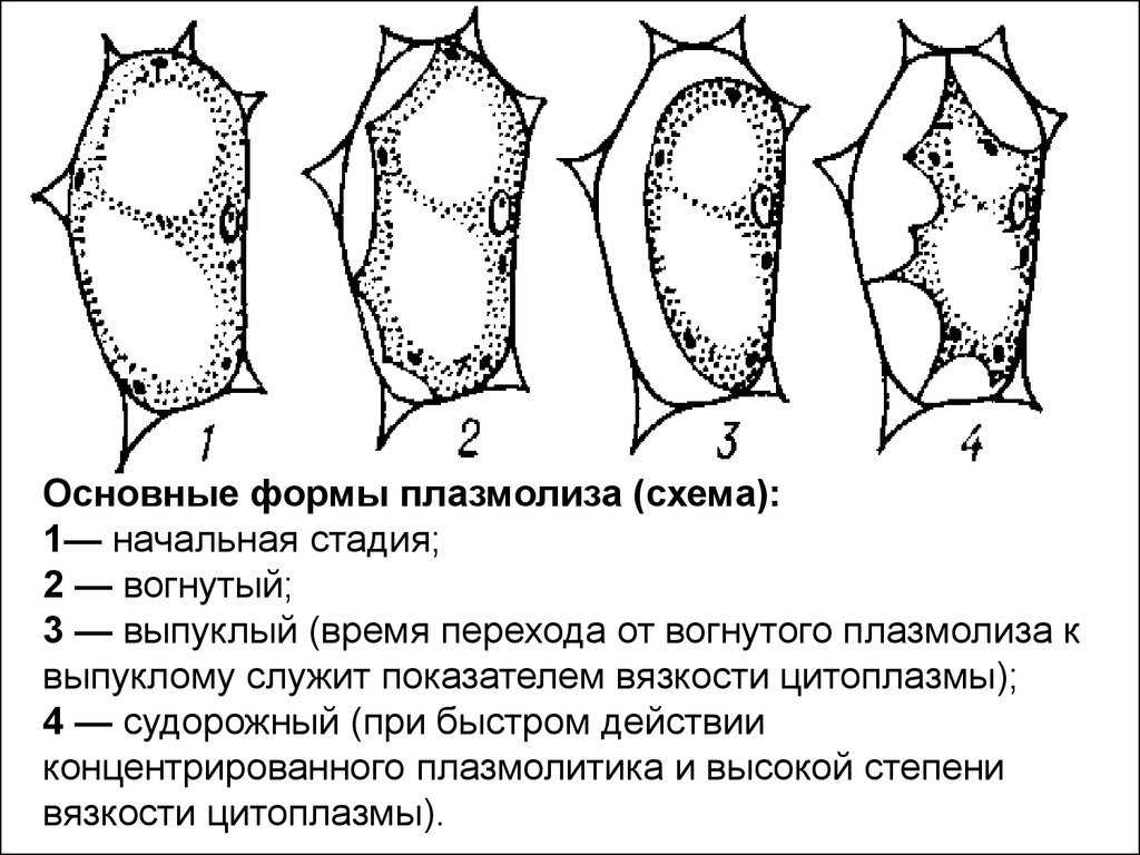 Плазмолиз – определение, виды и примеры | fissi