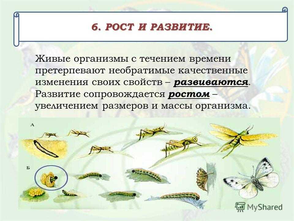 Что такое рост и развитие? - онлайн журнал про рф