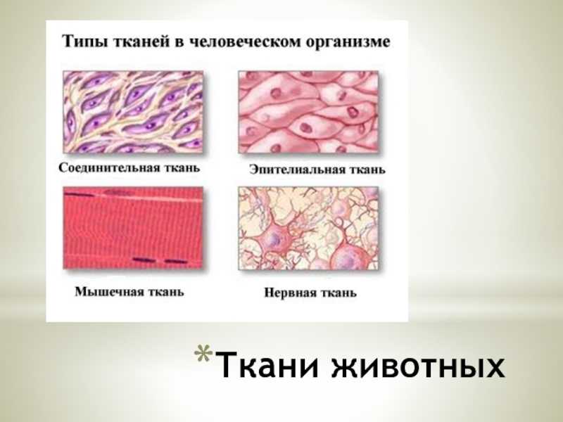 § 0—5. характеристика строения и функций тканей позвоночных животных