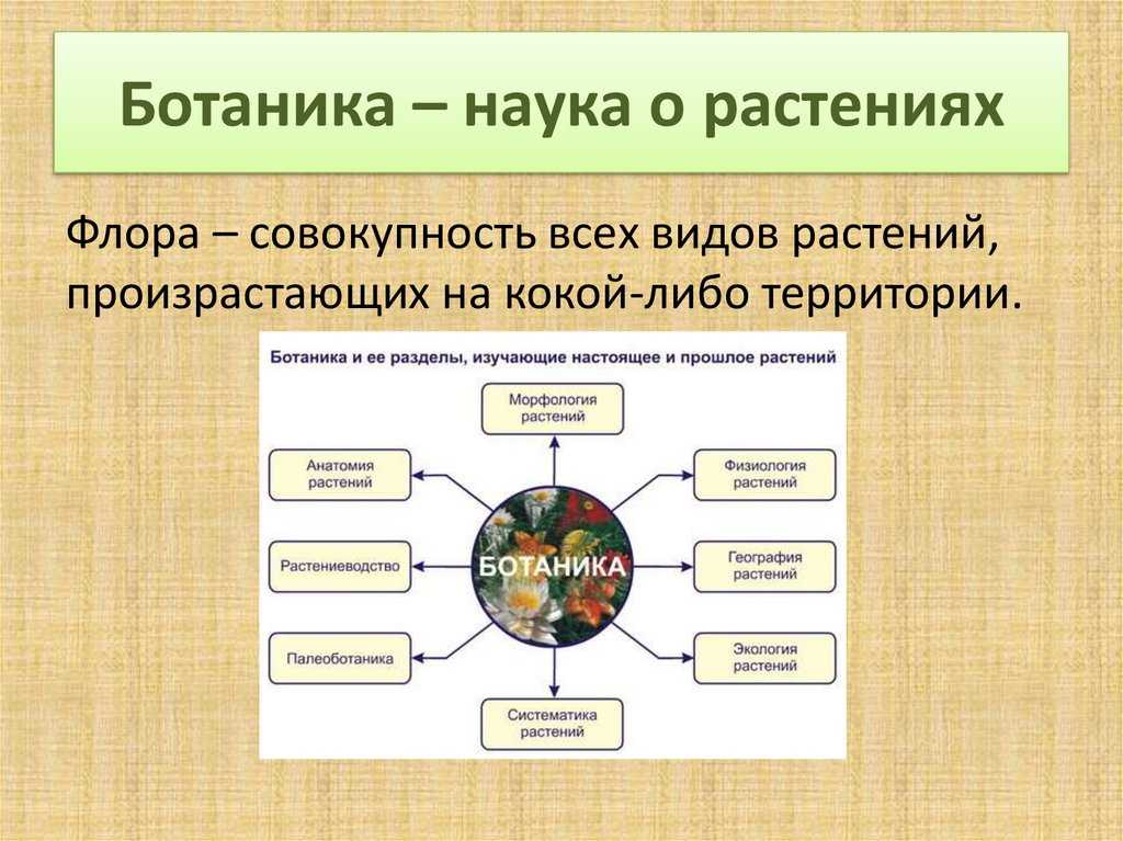 Отделы растений: основные сведения