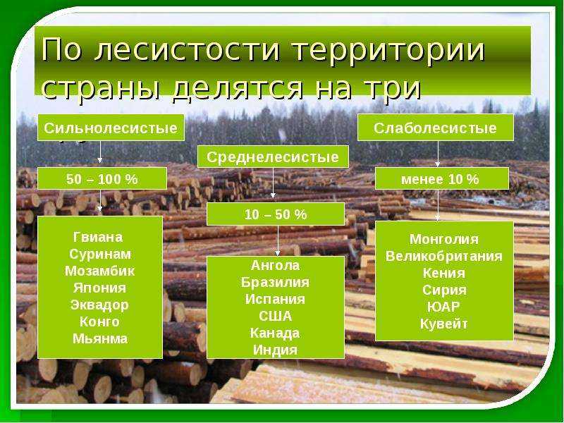 Лесные ресурсы земли — что относится, примеры, пользование и защита