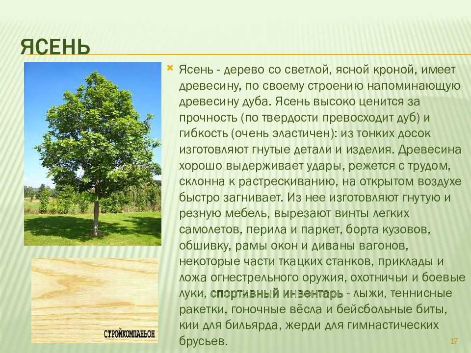 Железное дерево (каменное дерево): характеристика и виды