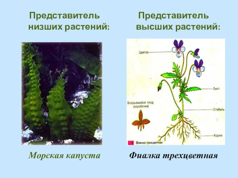 Чем водоросли отличаются от других растений? | в чем разница