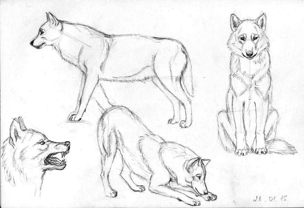 Как нарисовать волка поэтапно карандашом для начинающих (61 фото)