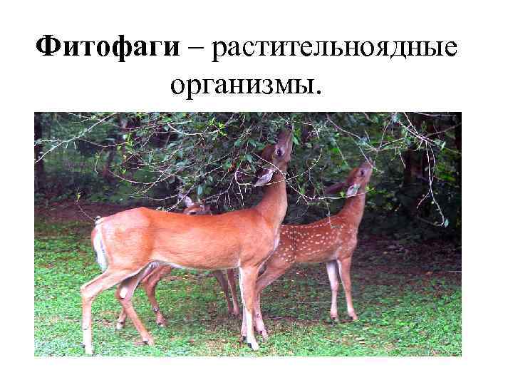 Глава 8. взаимоотношения популяций