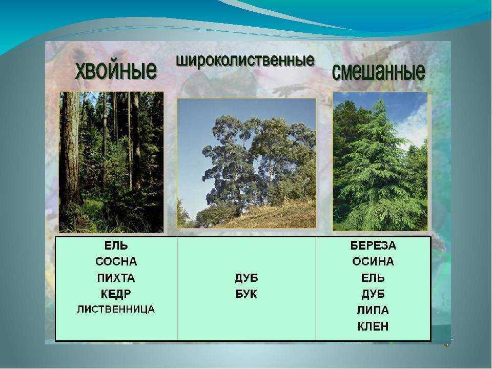 Доклад-сообщение на тему смешанные леса 2, 4, 5, 6, 7 класс