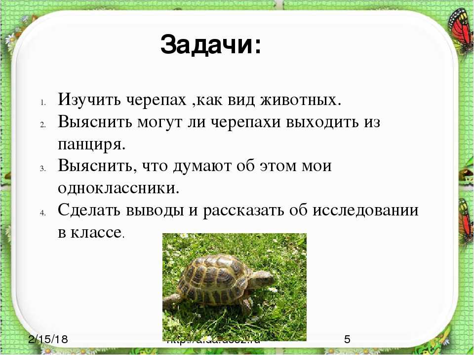 Детские загадки про животных с ответами