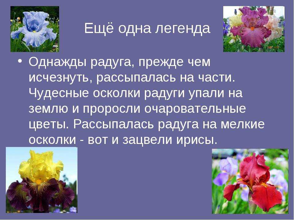Легенды о цветах 2 класс окружающий мир короткие бархатцы
