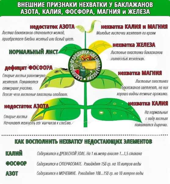 Что происходит с растениями при избытке фосфора? – богатый урожай